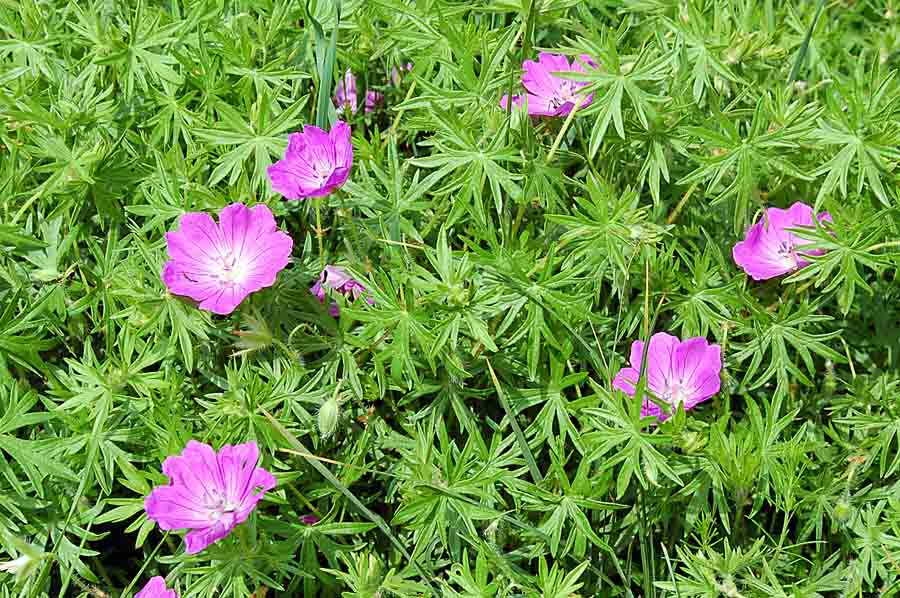 Geranium sanguineum